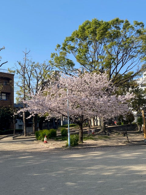 玉造界隈の桜の名所
